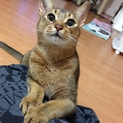 アビシニアン♂☆1才