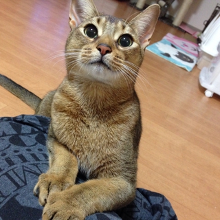 アビシニアン♂☆1才