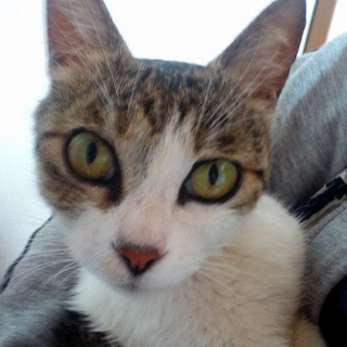 アイラインくっきりの白キジ　若いママ猫