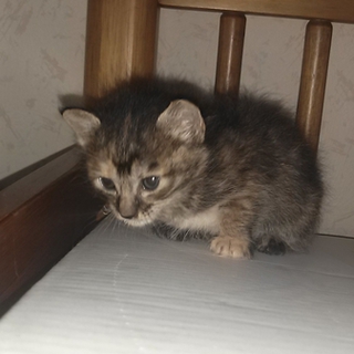 捨て猫を保護しました