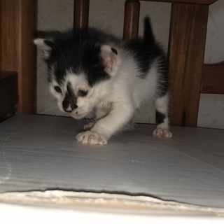 捨て猫を保護しました