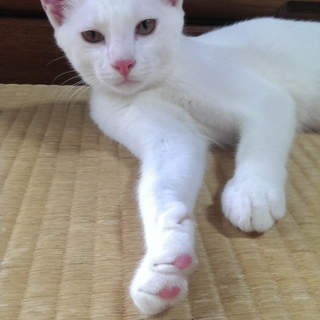 家族になってくれる方いませんか？☆