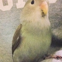 コザクラインコ モーヴ