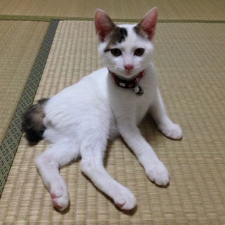 尻尾の短い日本猫