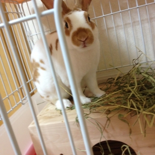 ミニレッキスの男の子♪ブロークンオレンジ