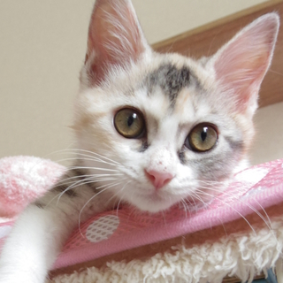 パステル♪三毛♪メグちゃん