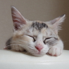パステル♪三毛♪メグちゃん サムネイル4