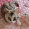 パステル♪三毛♪メグちゃん サムネイル6