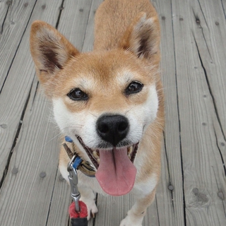 小柄で愛らしい柴犬ひなぎくちゃん