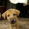 施設からの保護犬☆生後三ヶ月弱mix☆くる サムネイル2
