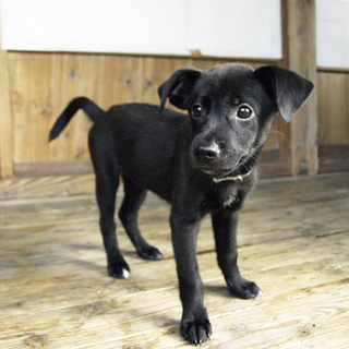 施設からの保護犬☆生後三ヶ月弱mix☆ゴマ
