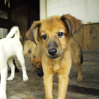 施設からの保護犬☆生後三ヶ月弱mixチャロ