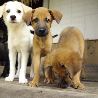 施設からの保護犬☆生後三ヶ月弱mixベン