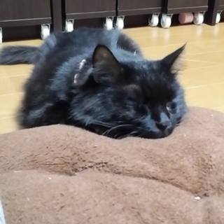 飼い主さんが末期癌になり緊急募集！！