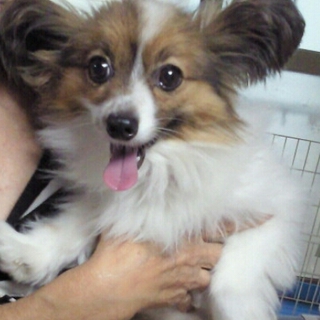 人懐こい、可愛い子です。