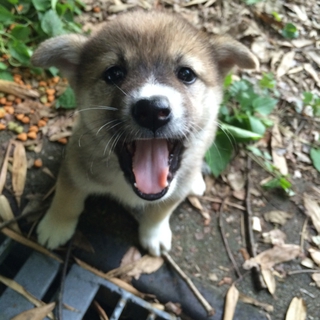笑顔が魅力的な子犬です