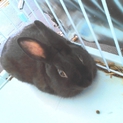 食いしん坊な黒ウサギ君