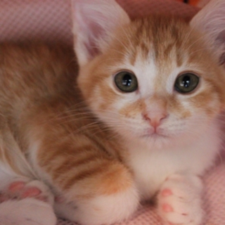 人懐こい仔猫♀