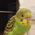 インコ里親募集中