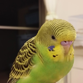 インコ里親募集中
