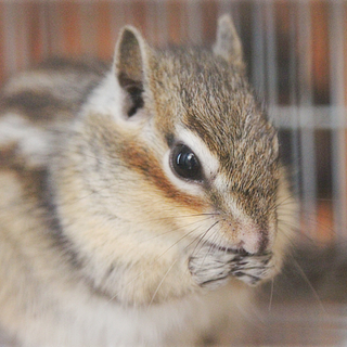 飼い主が急病！リスの家族募集中