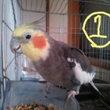 オカメインコ５羽