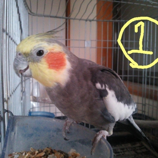 オカメインコ５羽