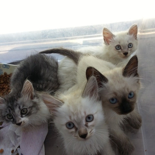 お洒落な仔猫たち♪