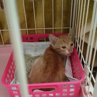 お目めの大きな可愛い子猫です。