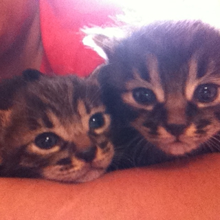 仔猫の里親募集しております☆