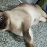 トンキニーズの里親様募集 サムネイル6