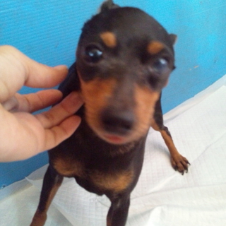 ミニピン　コナツちゃん