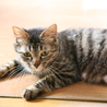 まるで子猫のような人間大好きな愛情深い母猫さくら サムネイル6