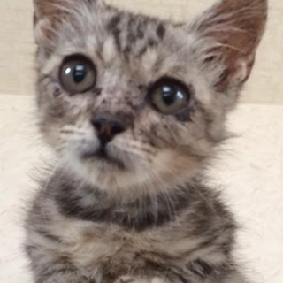 アメリカンショートヘアっぽい男の仔猫
