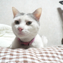 優しい成猫ちゃん♀タマちゃん