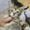 トサカ柄ムギワラ柄メス仔猫【6匹兄弟姉妹】