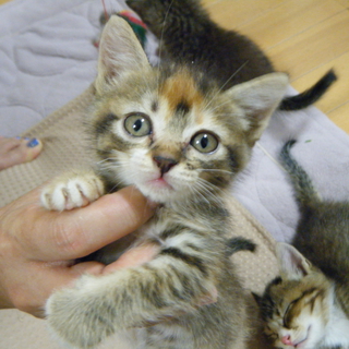 トサカ柄ムギワラ柄メス仔猫【6匹兄弟姉妹】