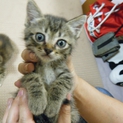 大きい目のキジトラ仔猫オス【6匹兄弟姉妹】