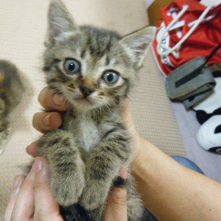 大きい目のキジトラ仔猫オス【6匹兄弟姉妹】