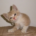 クリーム色ベージュパステル仔猫メス【6匹兄弟姉妹】
