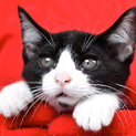 たぶん５月５日生まれの５兄妹★猫八君★