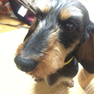 とても懐っこいダックス。