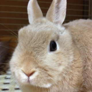 里親様を募集しています。