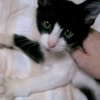 甘えん坊の子猫♂