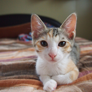 甘えん坊のミケちゃんです♀