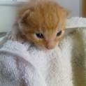 2週間くらいの5匹のかわいい子猫