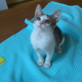 家族に迎えてあげてください。