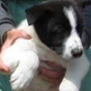 希望あり。少しビビリ兄妹子犬の白黒男の子