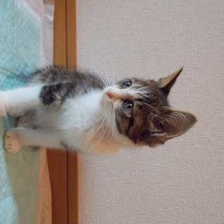 かわいい子猫もらってください
