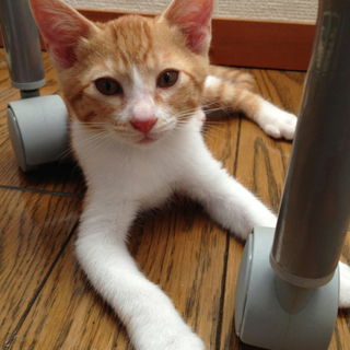 子猫（3ヶ月・雑種・茶トラ白♂）の里親募集！